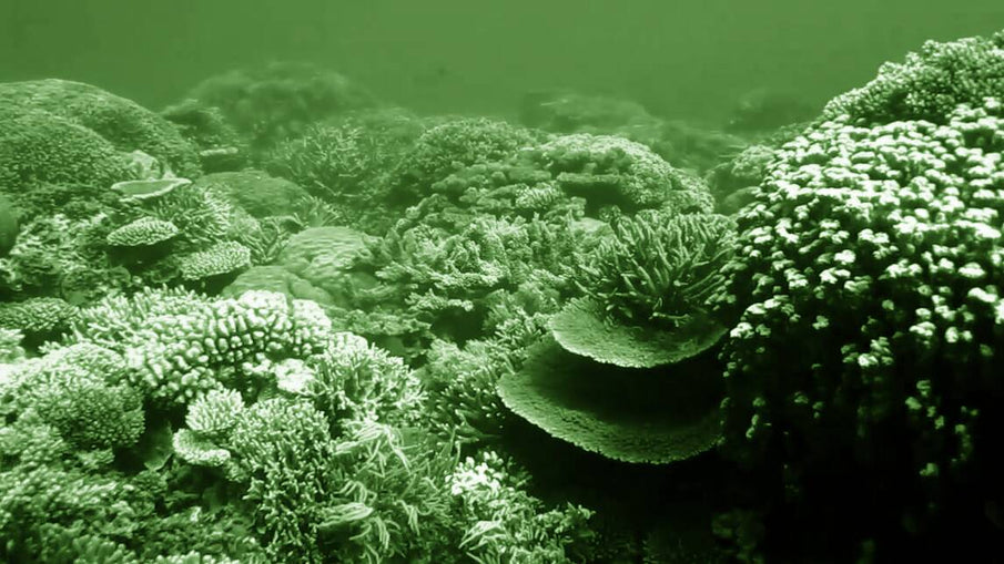 Seven Top-notch snorkelling spots in Australia